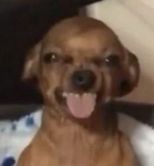 vvampirez