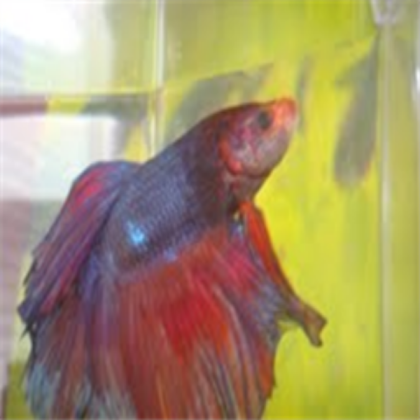 My fish Roblox decal