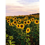The Sunflower team