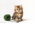 the kittens are awsome!!!