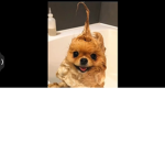 Cute>_<Animals