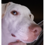 Davin dogs