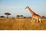 Giraffe2.0