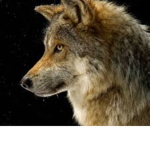 Wolf nation army