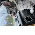 Puppy_Wonder