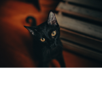Midnight Cat Studios