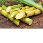 canamela