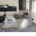 Lazy Catz Squad