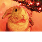 Coco Bunnies