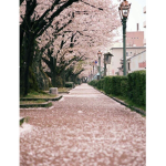 •The Walk Way•