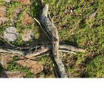 Love is sticks