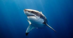 SHARK_S