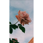 Rose Army! (@roses...robloxxx)