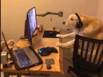 Things Goofy Studio
