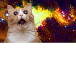 kittin