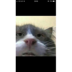 what is uppie