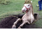 Hol Horse In A Hole.