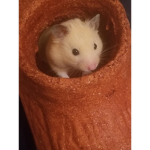 Fluffy Hamsters