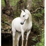 Maple Horse Academy