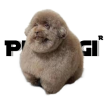 Pierogi ᴿ