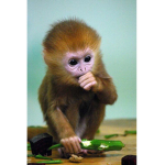 Monkey Micdumb Dumb <3
