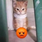 frailsmallboy