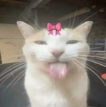 *+silly+*