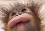 MOT(MONKEY ON TOP)