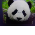 Panda & Hippo army!