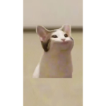 貓狗教