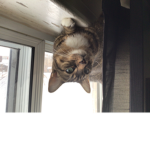 Emilio’s cat group