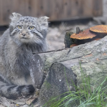 obby manul