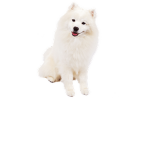 hyaru