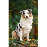 Preppy_Dog_group