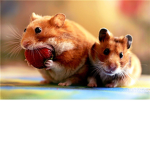 Cricetidae Army