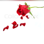 Rose Petal Theatrics