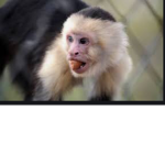 TheKoolMonkeySquad