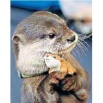 Otter people!