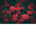 ######### roses! <3