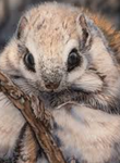 Cute squirrel love