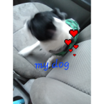 doggie fan CIuB