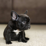 ####### Bulldog