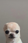 Hi bees