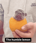 humble lemon