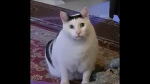 The HUH cats