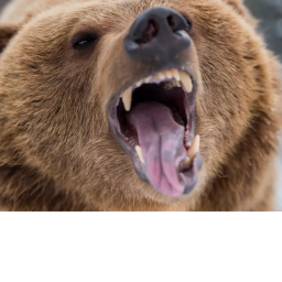 Bear world