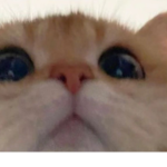 Alya_gaming :>