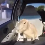 Capybara’s Studio