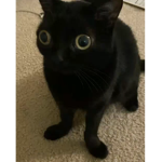spoingus