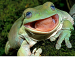 Papajake4747 eats frogs